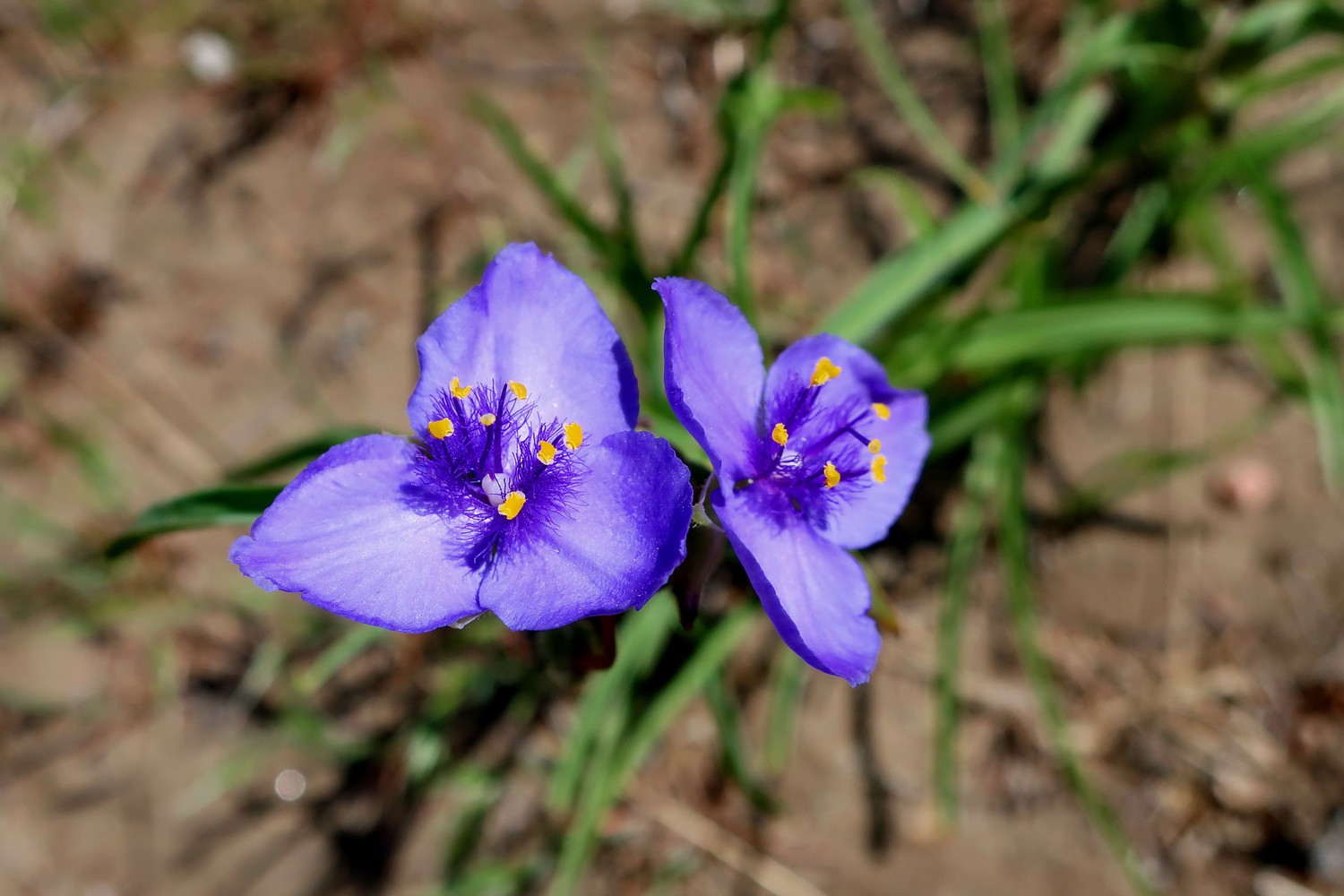 Blue flowers in the Royal Gorge Park